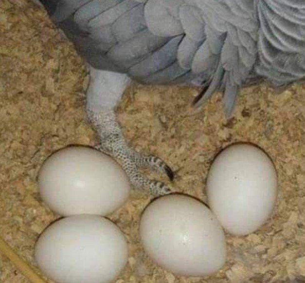 Exotische Papageien Eier kaufen Deutschland