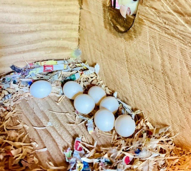 Papageien Eier legal online kaufen