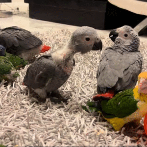 1 Monat alter männlicher Graupapagei zum Verkauf 🦜✨
