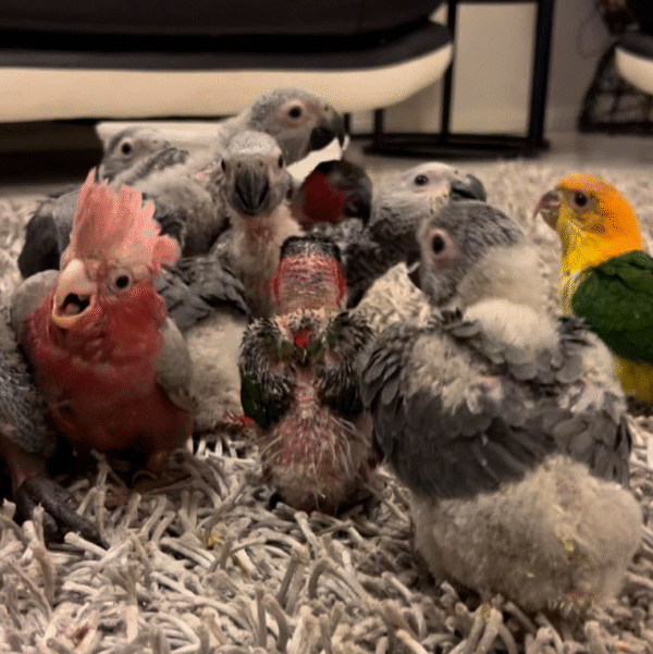1 Monat alter African Grey Parrot (Graupapagei) – Zum Verkauf 🦜✨ - Image 2