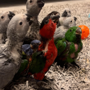 1 Monat alter African Grey Parrot (Graupapagei) – Zum Verkauf 🦜✨