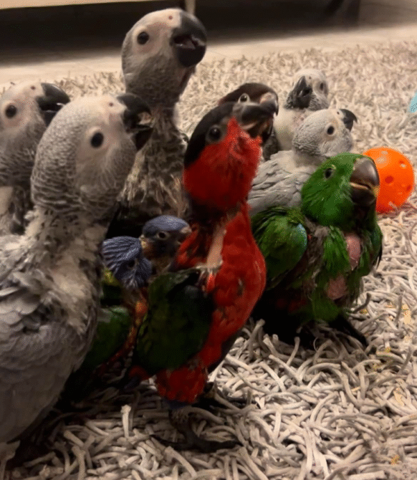 1 Monat alter African Grey Parrot (Graupapagei) – Zum Verkauf 🦜✨