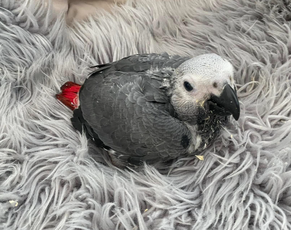 3 männliche Graupapageien zum Verkauf 🦜✨ – Bild 3