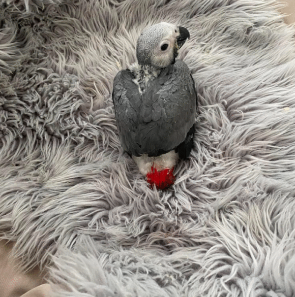 3 männliche Graupapageien zum Verkauf 🦜✨