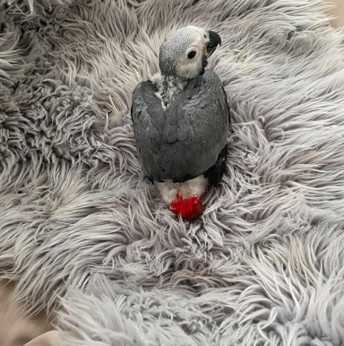 3 männliche Graupapageien zum Verkauf 🦜✨