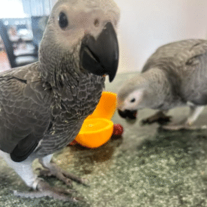 12 männliche Graupapageien zum Verkauf 🦜✨