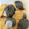 3 männliche Graupapageien zum Verkauf 🦜✨