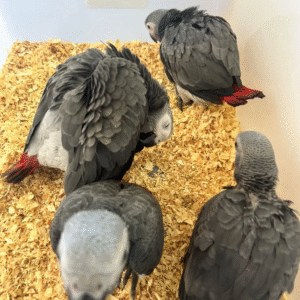 3 männliche Graupapageien zum Verkauf 🦜✨
