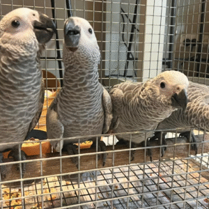 9 weibliche Graupapageien zum Verkauf 🦜✨