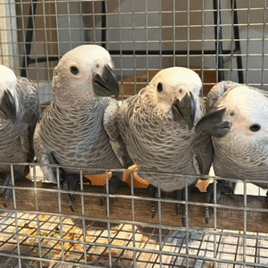 6 weibliche Graupapageien zum Verkauf 🦜✨