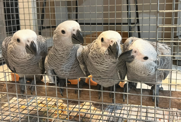 6 weibliche Graupapageien zum Verkauf 🦜✨