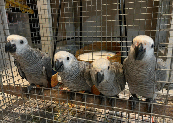 6 weibliche Graupapageien zum Verkauf 🦜✨ - Image 3