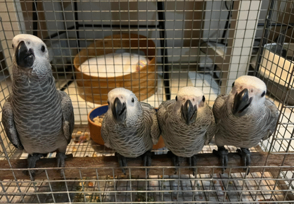 6 Monate alter Graupapagei zum Verkauf 🦜✨ – Bild 3