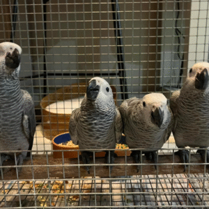 6 Monate alter Graupapagei zum Verkauf 🦜✨