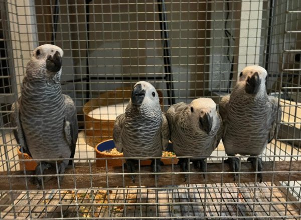 6 Monate alter Graupapagei zum Verkauf 🦜✨