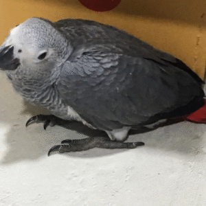 3 Monate alter African Grey Parrot (Graupapagei) – Zum Verkauf 🦜✨