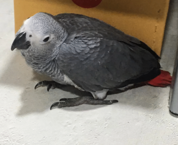 3 Monate alter African Grey Parrot (Graupapagei) – Zum Verkauf 🦜✨