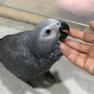 3 Monate alter African Grey Parrot (Graupapagei) – Zum Verkauf 🦜✨