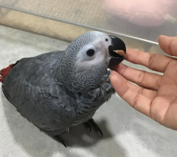 3 Monate alter African Grey Parrot (Graupapagei) – Zum Verkauf 🦜✨ – Bild 3