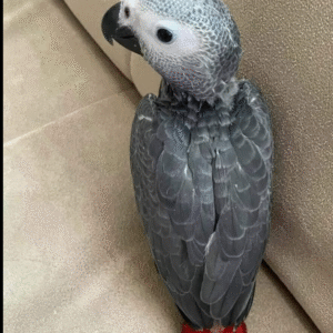 3 Monate alte weibliche Graupapagei-Dame zum Verkauf 🦜✨