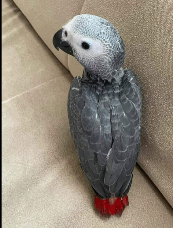 3 Monate alte weibliche Graupapagei-Dame zum Verkauf 🦜✨