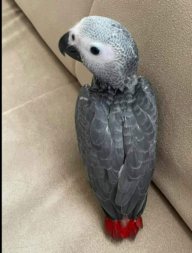 3 Monate alte weibliche Graupapagei-Dame zum Verkauf 🦜✨