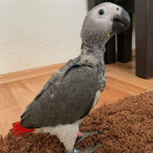3 männliche Graupapageien zum Verkauf 🦜✨