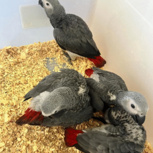 3 Monate alter Graupapagei zum Verkauf 🦜✨