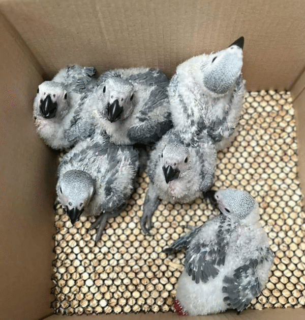 1 Monat alte weibliche Graupapagei-Dame zum Verkauf 🦜✨ - Image 3