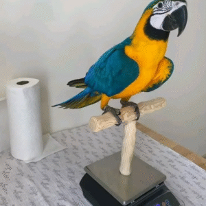 12 Monate alter männlicher Blaugelb-Ara Papagei zu verkaufen 🦜💛💙