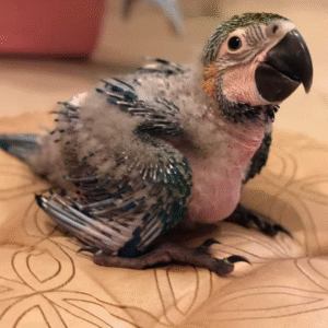 1 Monat alter Blaugelb-Ara Papagei zu verkaufen 🦜💛💙