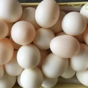 Papageien Eier kaufen Schweiz