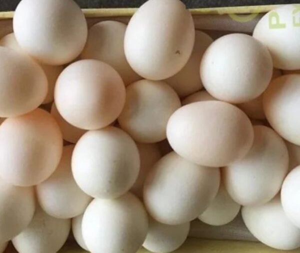 Papageien Eier kaufen Schweiz