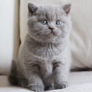 Milla – Weibliches Britisch Kurzhaar Kätzchen