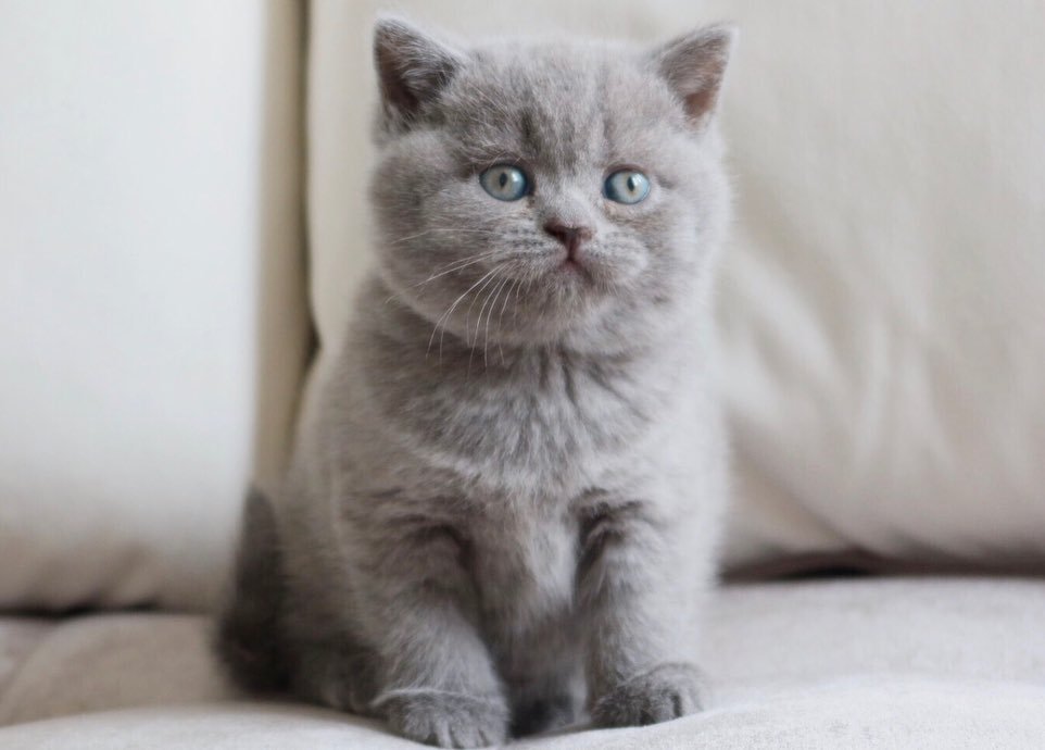 Milla – Weibliches Britisch Kurzhaar Kätzchen