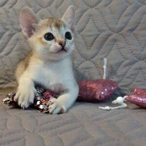 Gavi – Männliche Singapura-Katze