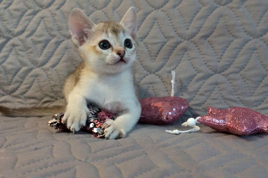 Gavi – Männliche Singapura-Katze