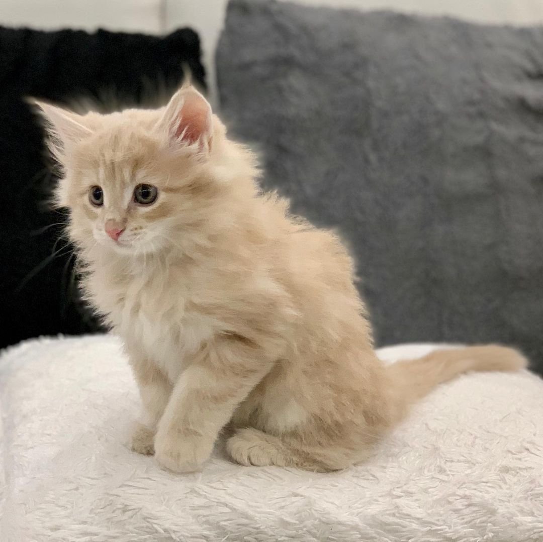 Joey – Männliche Norwegische Waldkatze – Bild 2