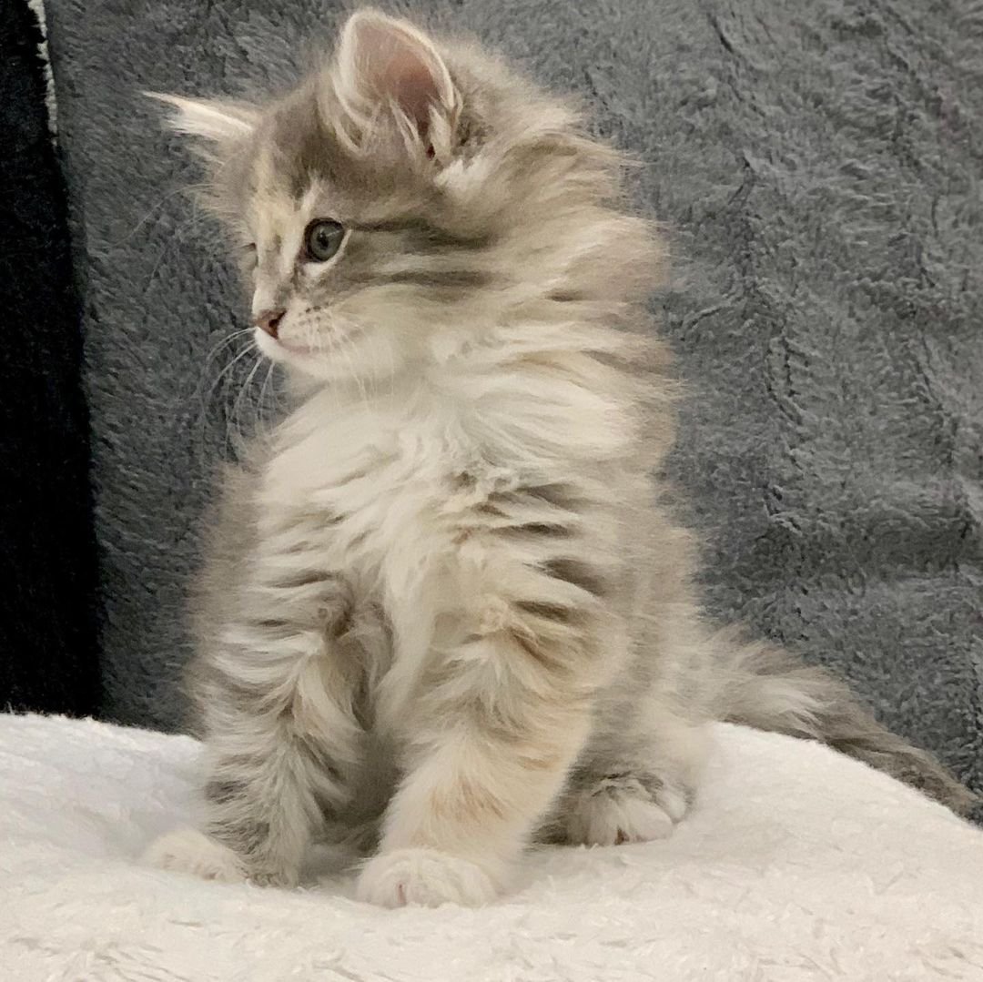 Anna – Weibliche Norwegische Waldkatze – Bild 2