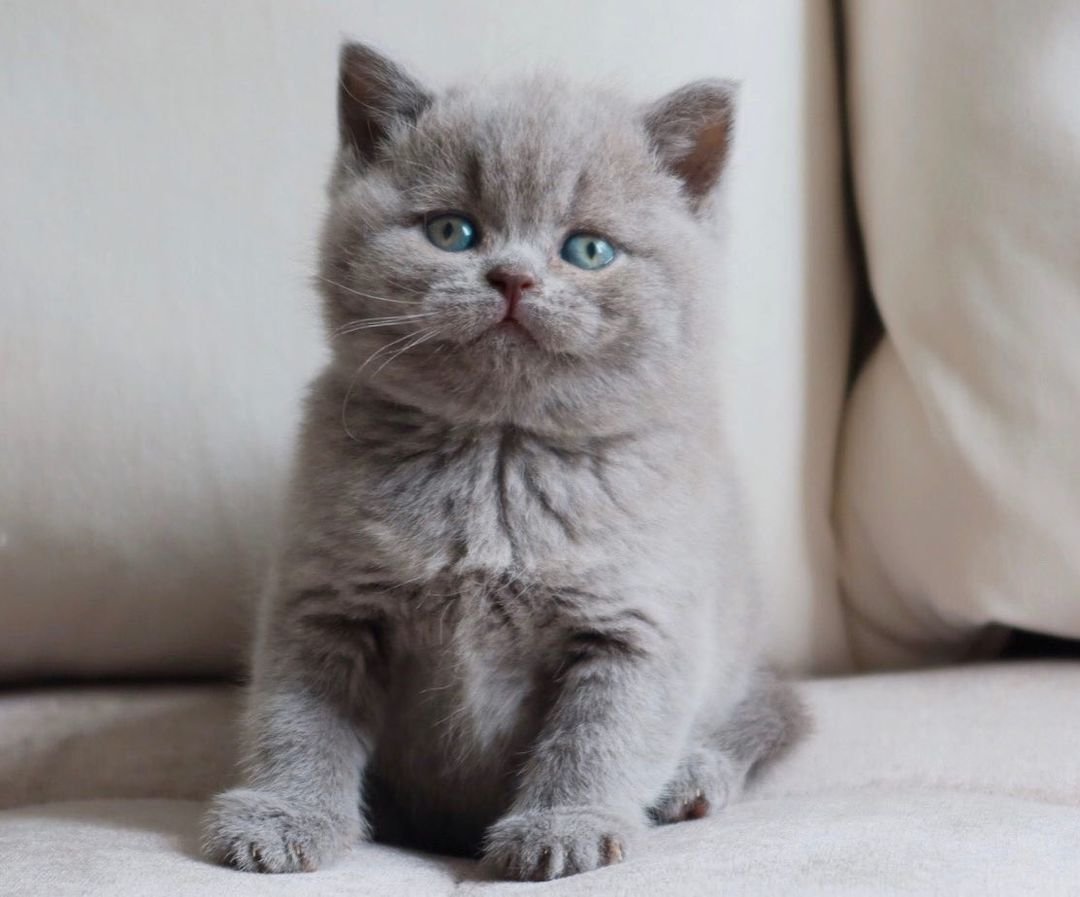 Molly – Weibliches Britisch Kurzhaar Kätzchen – Bild 2