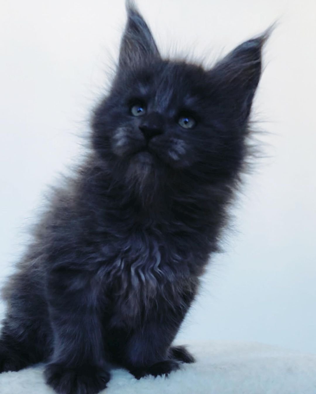 Oben – Männliche Maine-Coon-Katze – Bild 2