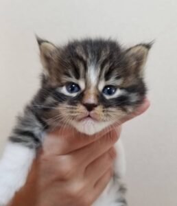 Calvin – Männliche Maine-Coon-Katze