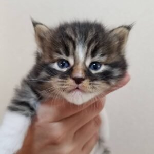 Calvin – Männliche Maine-Coon-Katze