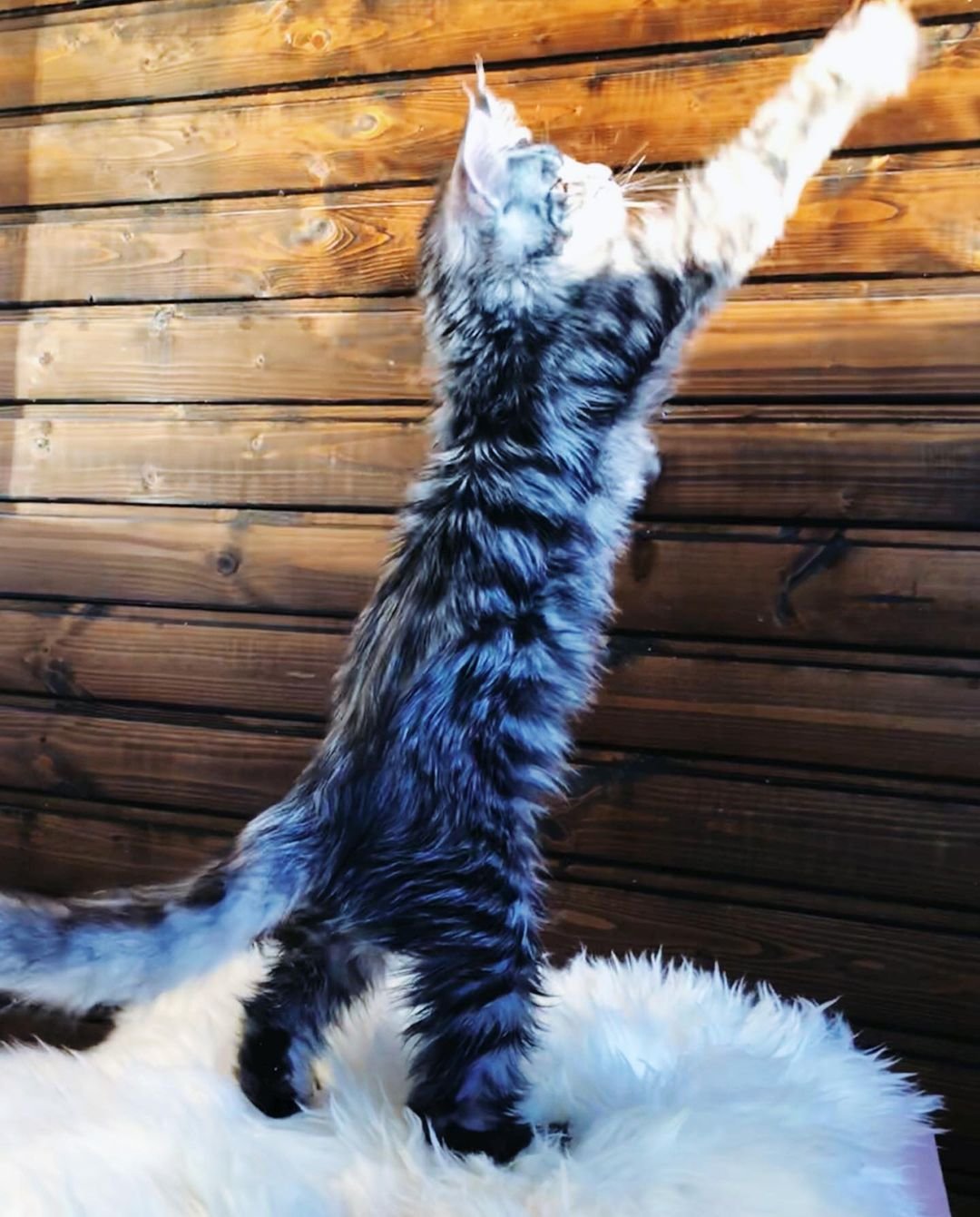 Larry – Männliche Maine-Coon-Katze – Bild 2