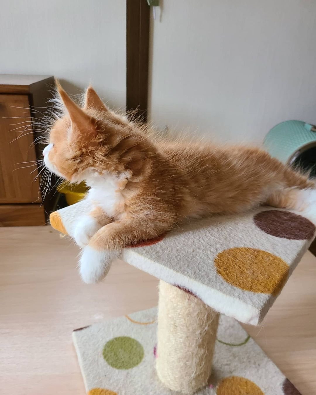 Chief – Weibliche Maine-Coon-Katze – Bild 2