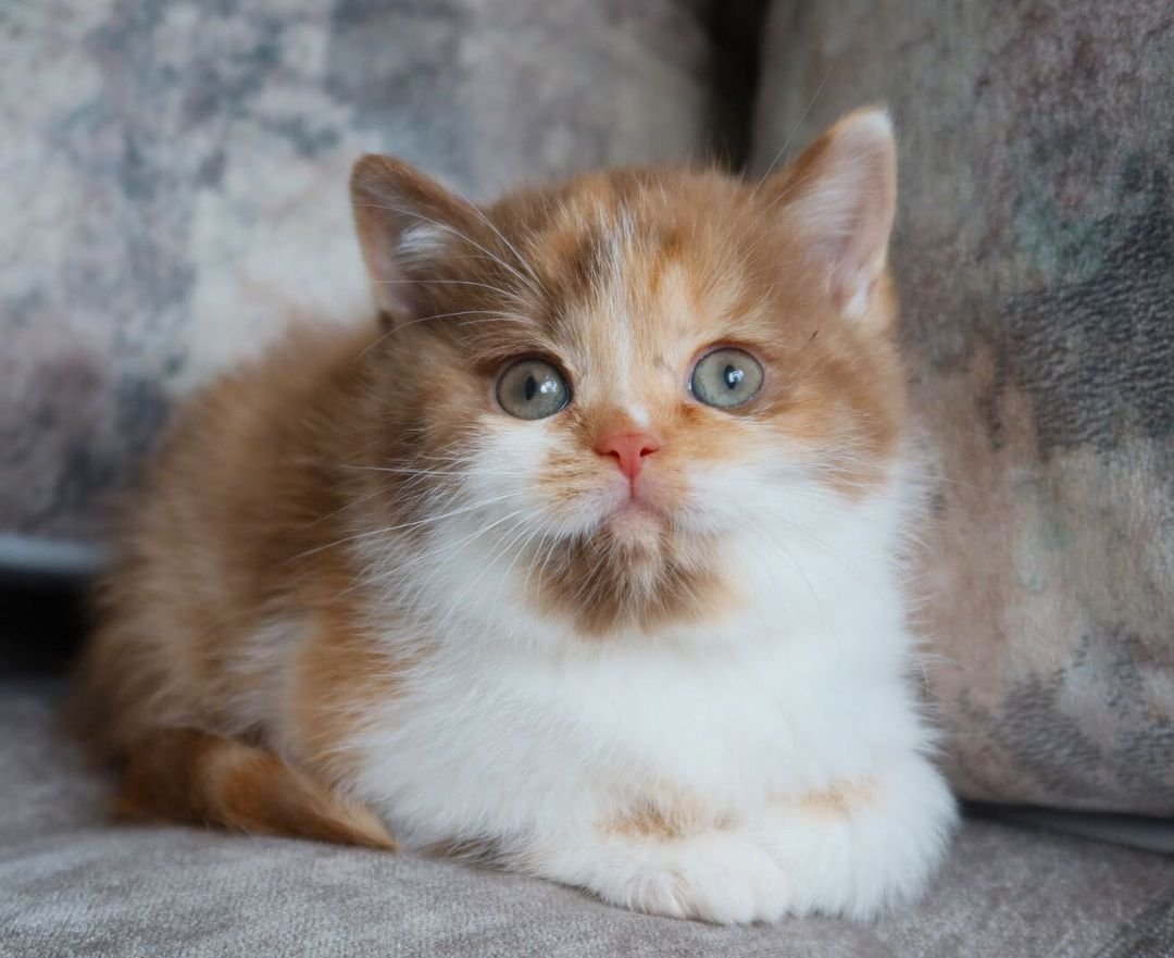 Patricia – Weibliches Britisch Kurzhaar Kätzchen – Bild 2