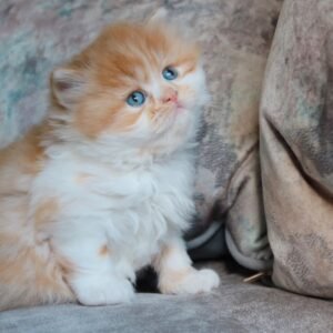 Lio – Männliches Britisch Kurzhaar Kätzchen