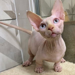 Emma – Weibliche Sphynx-Katze