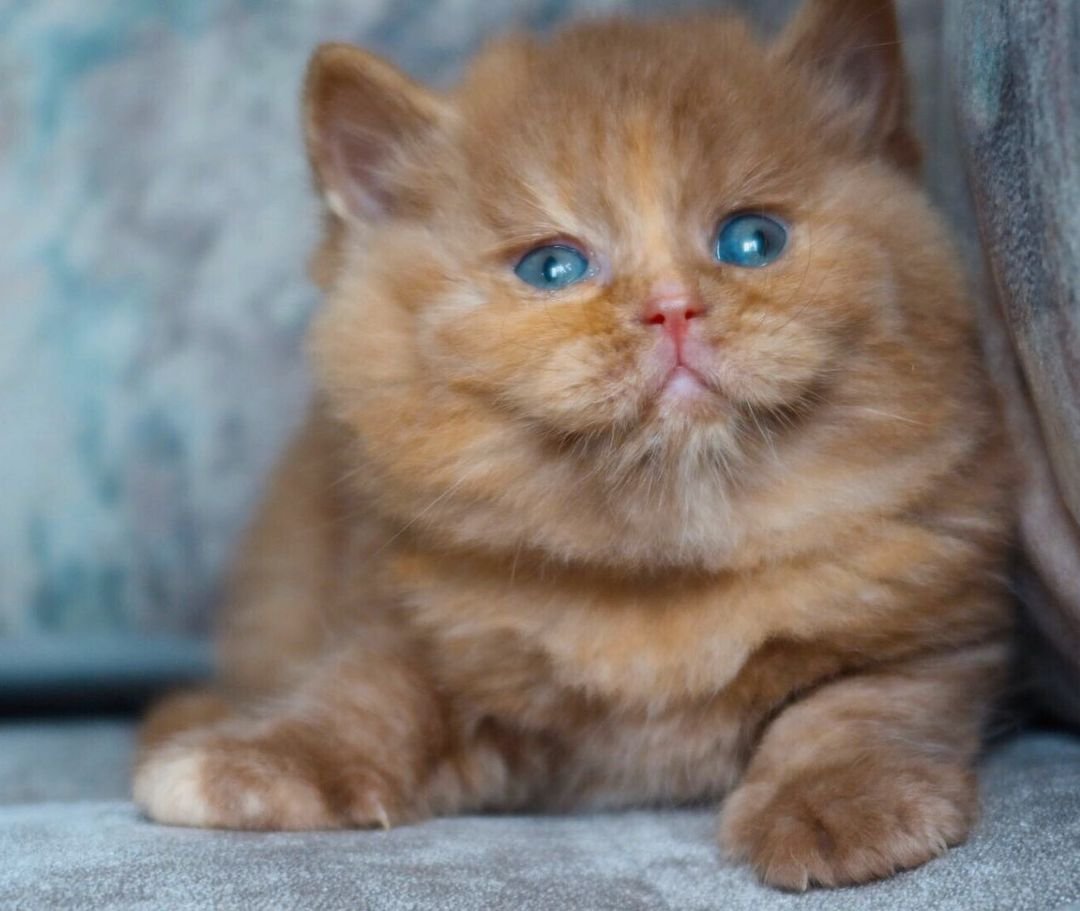 Macie – Weibliches Britisch Kurzhaar Kätzchen – Bild 2