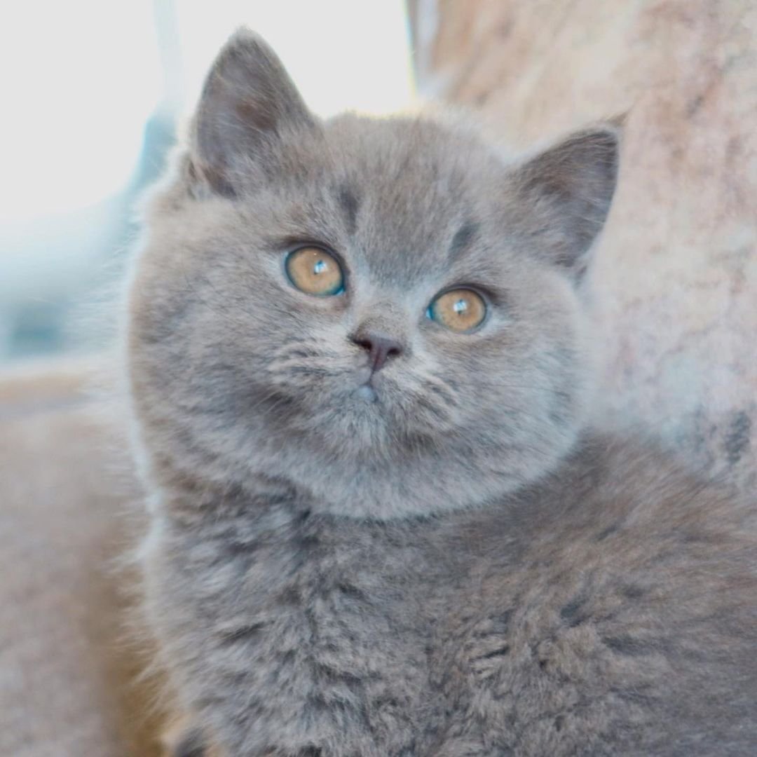 Baloo – Männliches Britisch Kurzhaar Kätzchen